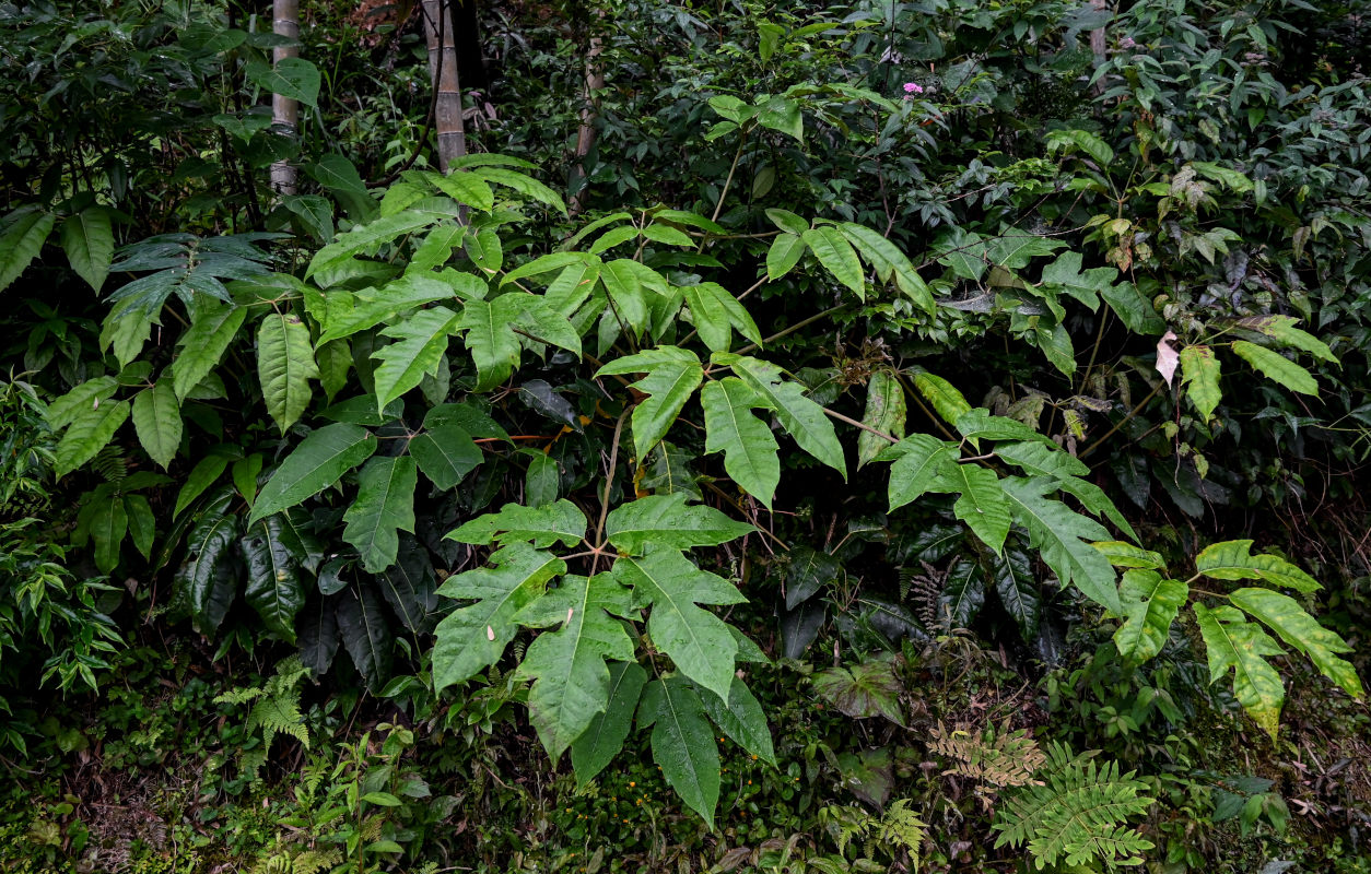 Изображение особи Heptapleurum delavayi.