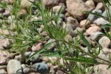 Atriplex littoralis