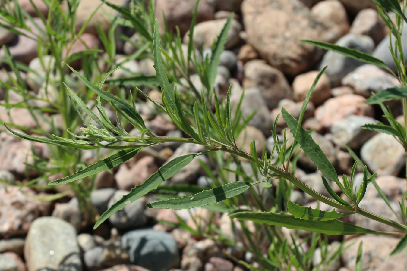 Image of genus Atriplex specimen.