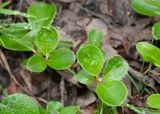 Salix reptans. Листья. Камчатский край, Елизовский р-н, подножие вулкана Авачинская сопка, горная тундра. 11.08.2024.