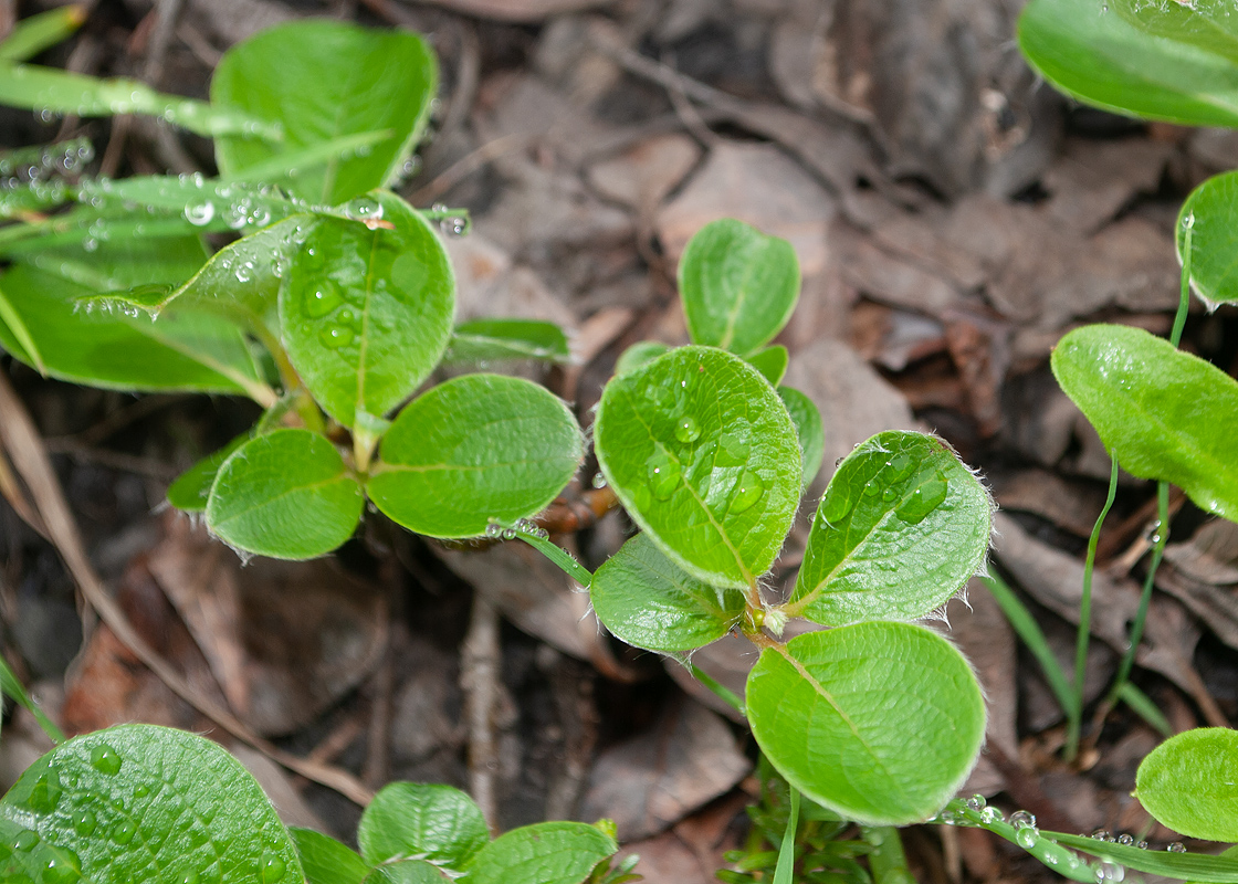 Изображение особи Salix reptans.