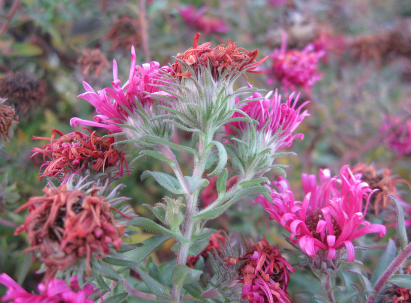 Image of Symphyotrichum novae-angliae specimen.