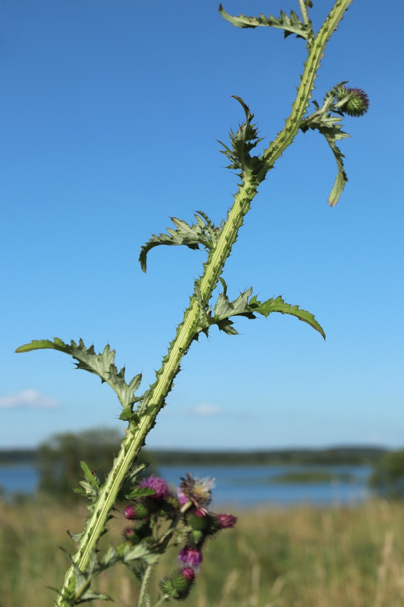 Image of Carduus crispus specimen.