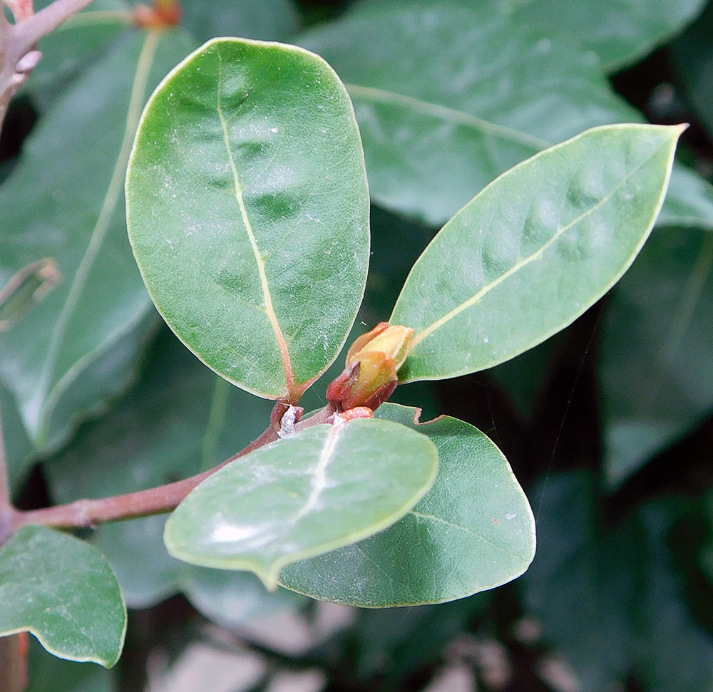 Image of Laurus nobilis specimen.
