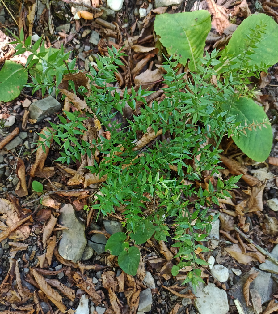Image of Ruscus aculeatus specimen.