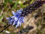 Смотреть изображение Veronica teucrium