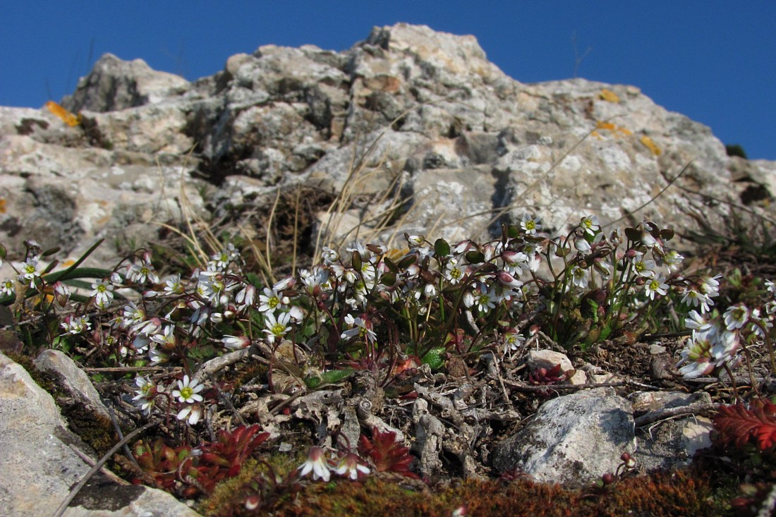 Image of Erophila praecox specimen.