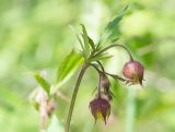 View full-size image Geum rivale