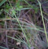 Смотреть изображение Galium octonarium