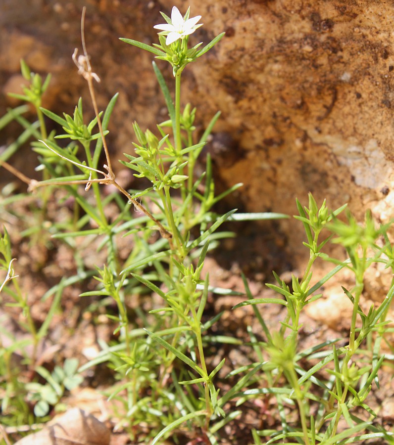 Image of Minuartia hybrida specimen.