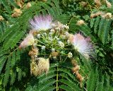 Смотреть изображение Albizia julibrissin