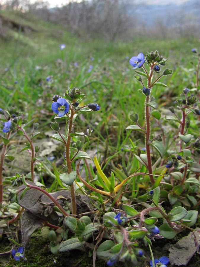 Image of Veronica acinifolia specimen.