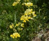 Смотреть изображение Securigera balansae