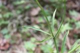 Ranunculus propinquus