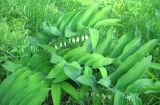 Polygonatum multiflorum. Цветущие растения. Тверская обл., Весьегонский р-н, берег р. Реня в зоне подпора Рыбинского водохранилища, опушка леса. 02.06.2010.