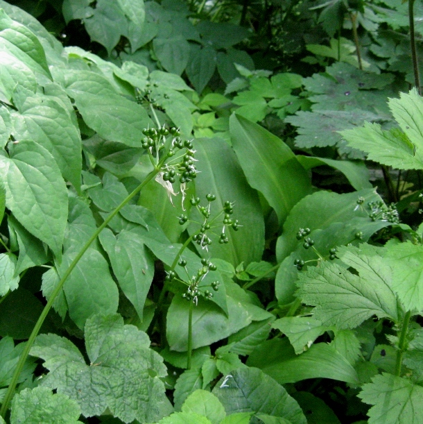 Изображение особи Allium ursinum.