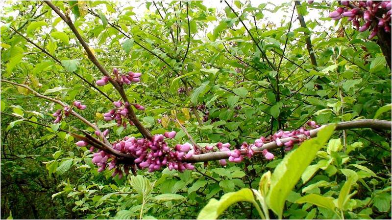 Image of Cercis griffithii specimen.