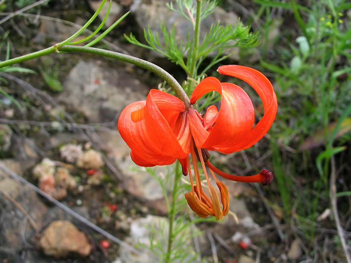 Image of Lilium pumilum specimen.