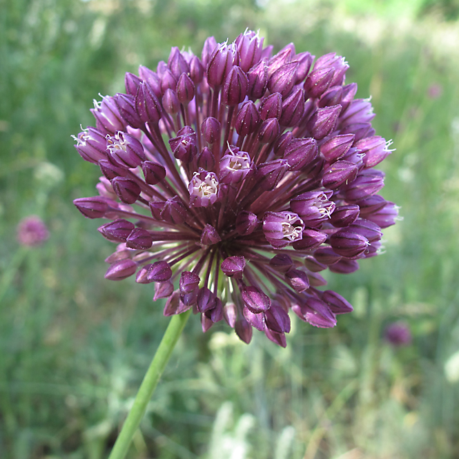 Image of Allium rotundum specimen.