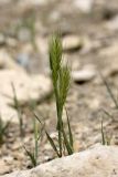 genus Hordeum