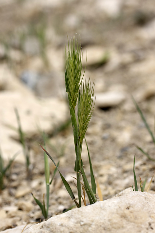 Image of genus Hordeum specimen.