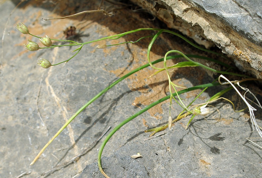 Image of genus Gagea specimen.