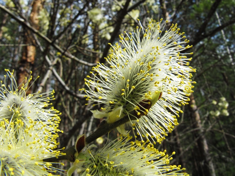 Image of Salix caprea specimen.