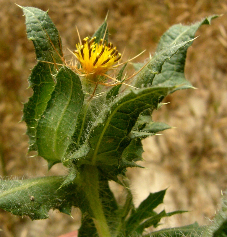 Image of Centaurea benedicta specimen.