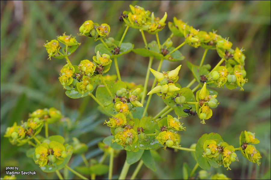 Изображение особи Euphorbia virgata.