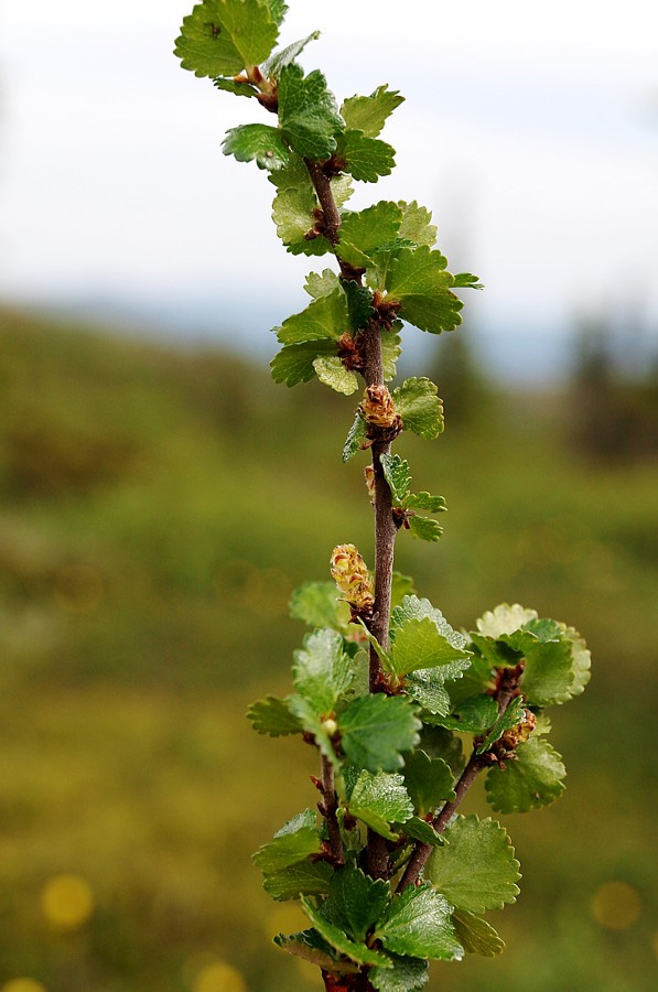 Image of Betula nana specimen.