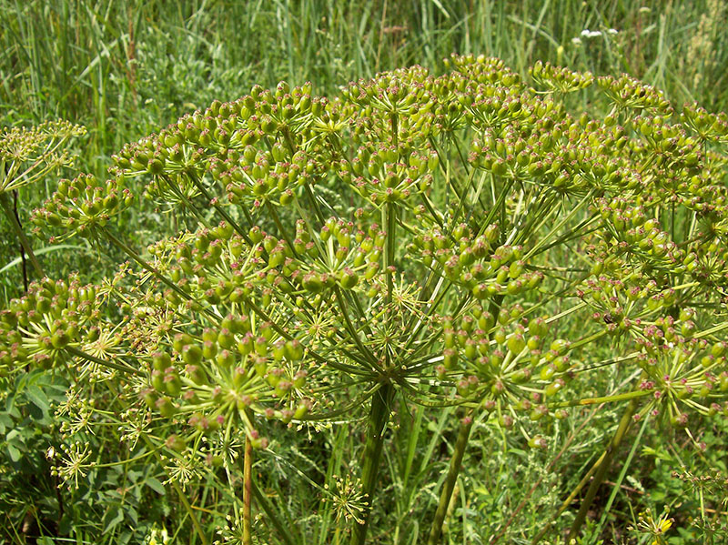 Image of Peucedanum oreoselinum specimen.