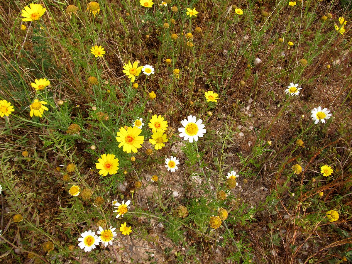 Image of Glebionis coronaria specimen.