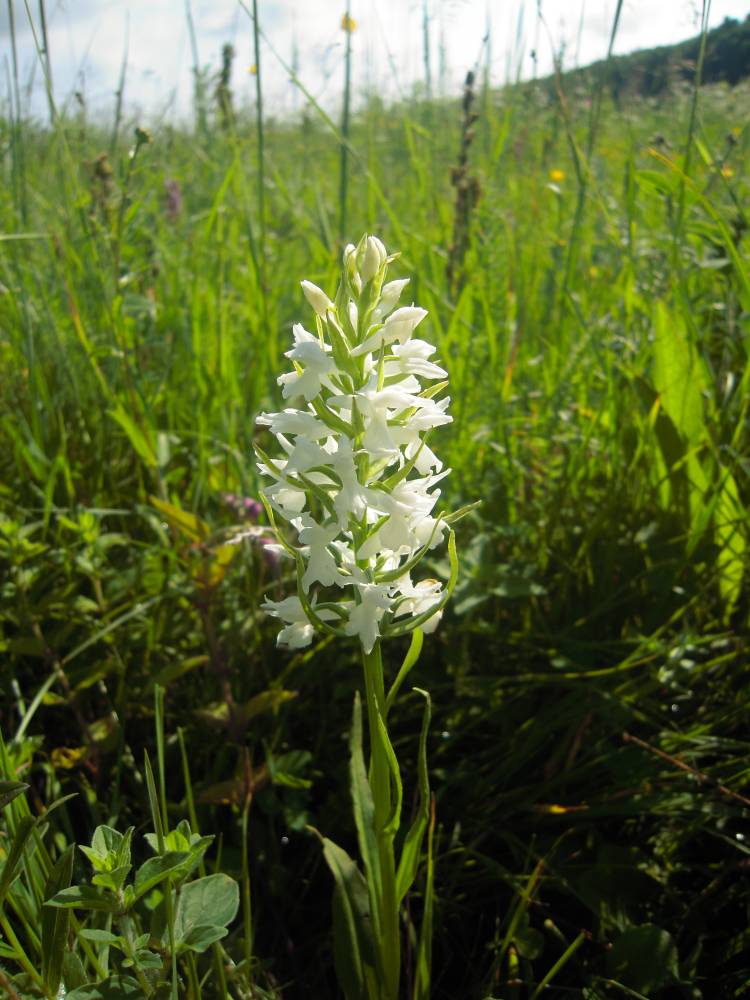 Image of Dactylorhiza urvilleana specimen.