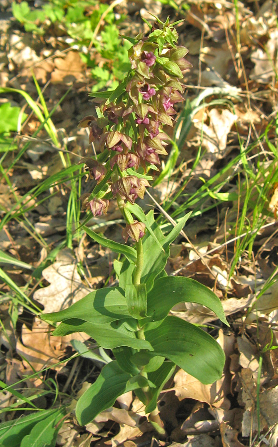 Изображение особи Epipactis helleborine.