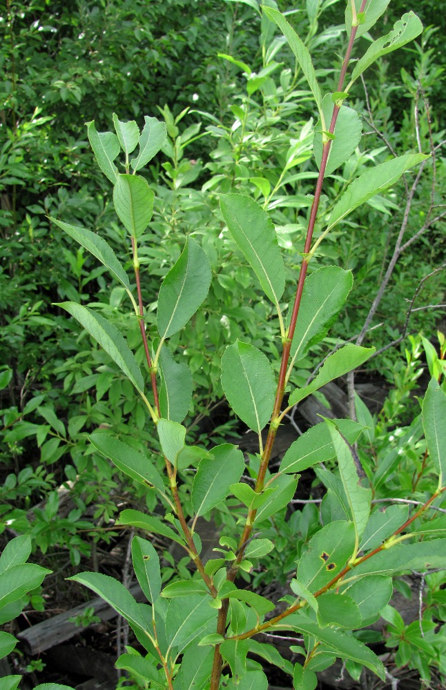 Image of Salix myrsinifolia specimen.