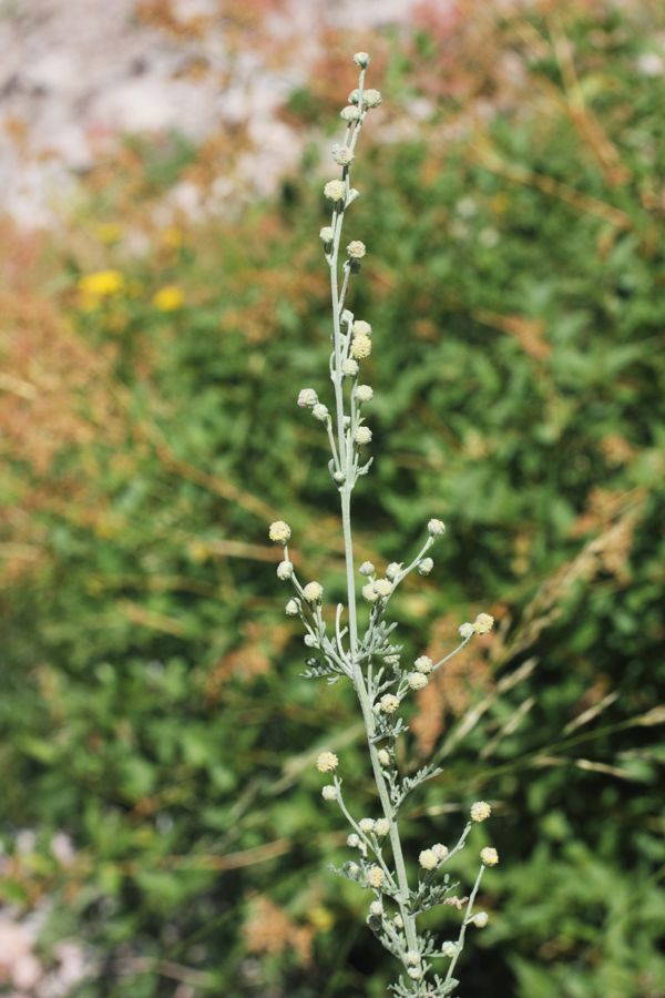 Изображение особи Artemisia persica.