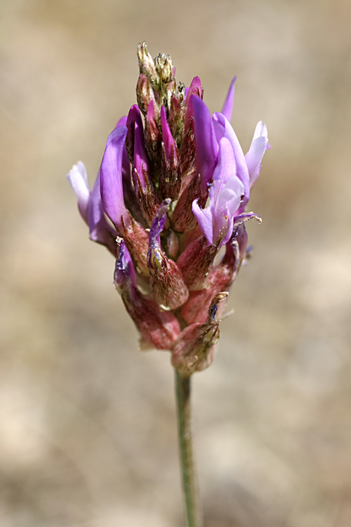 Image of Astragalus schrenkianus specimen.