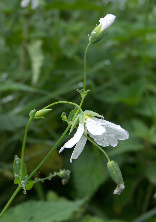 Изображение особи Cerastium davuricum.