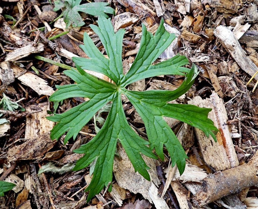 Image of Ranunculus acris specimen.