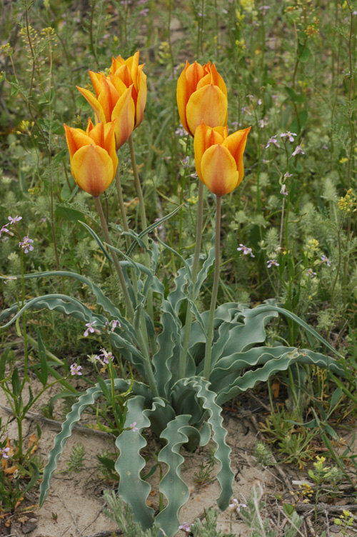 Image of Tulipa behmiana specimen.