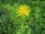 Inula helenium. Верхушка цветущего растения. Украина, Киев, Национальный ботанический сад, ботанико-географический участок кавказской флоры. 08.07.2010.