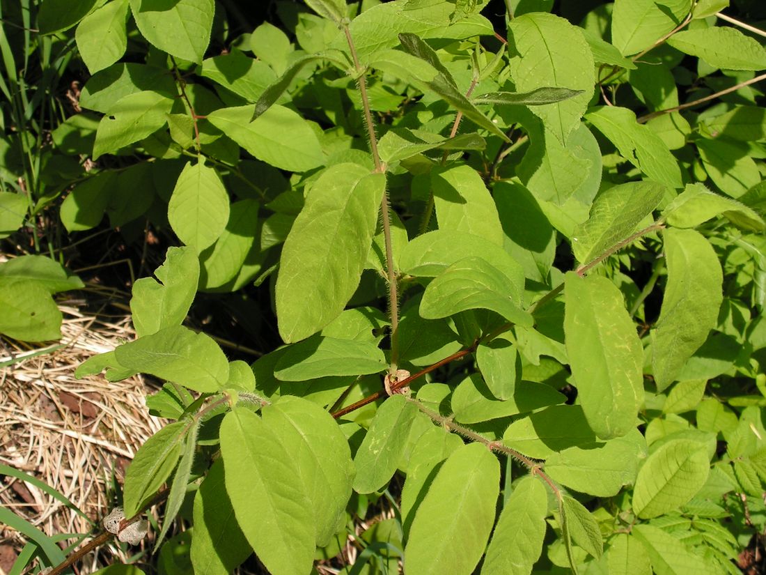 Image of Lonicera edulis specimen.