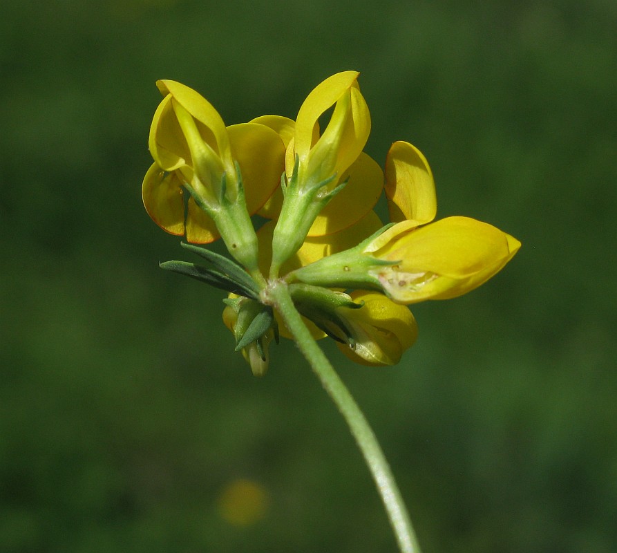 Image of genus Lotus specimen.