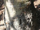 Araucaria araucana. Основание ствола взрослого дерева. Германия, г. Krefeld, ботанический сад. 16.09.2012.