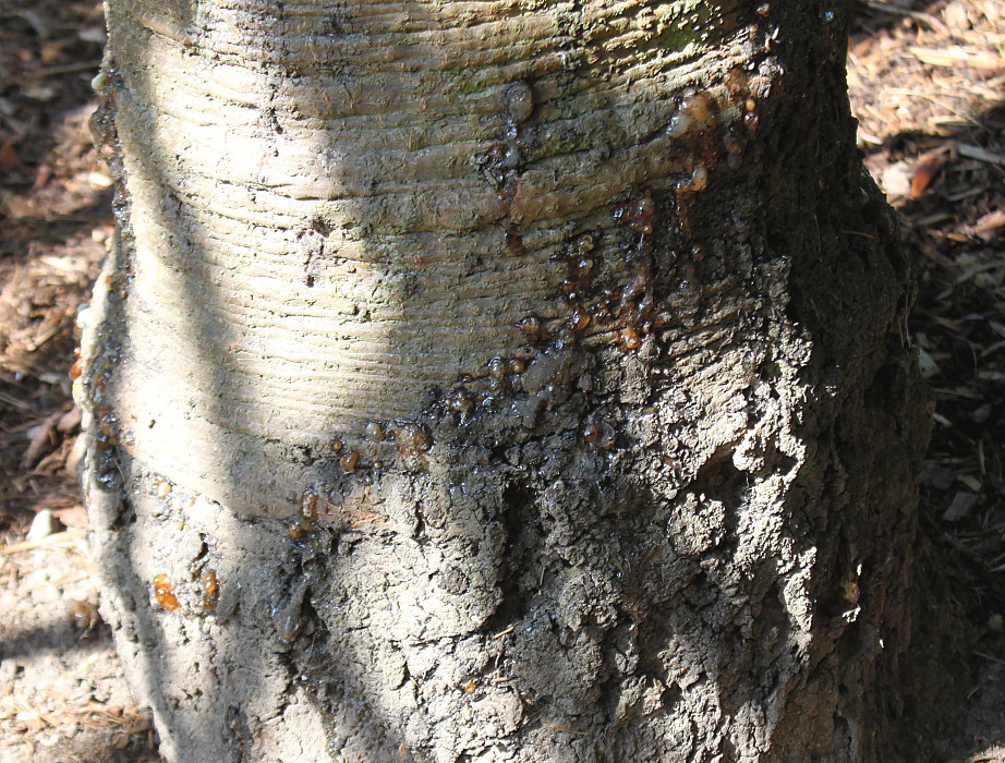 Image of Araucaria araucana specimen.