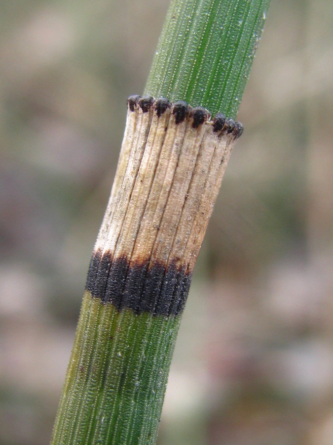 Изображение особи Equisetum hyemale.