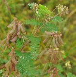 Astragalus membranaceus