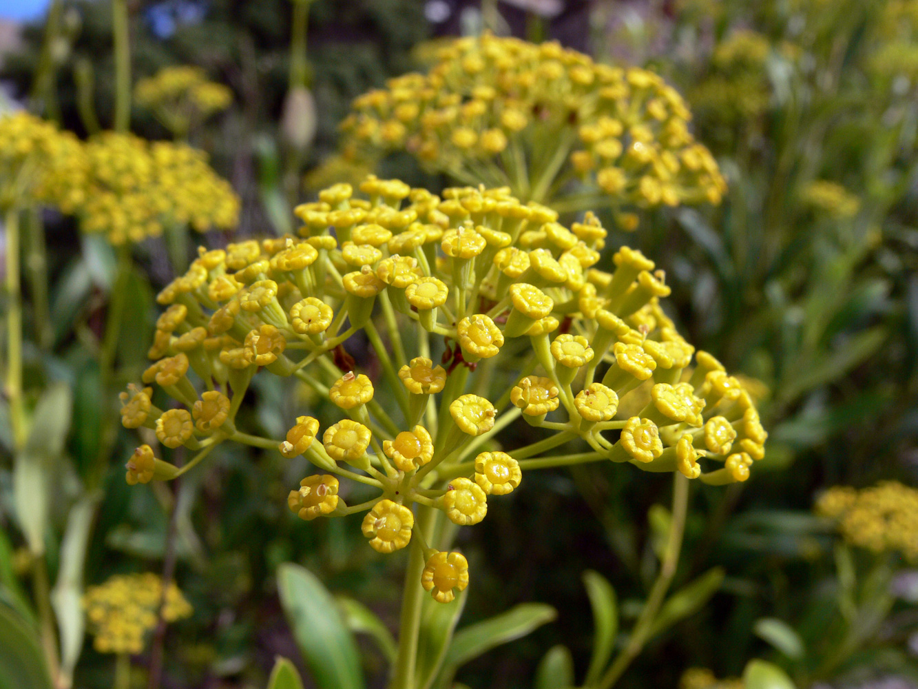 Image of Bupleurum fruticosum specimen.