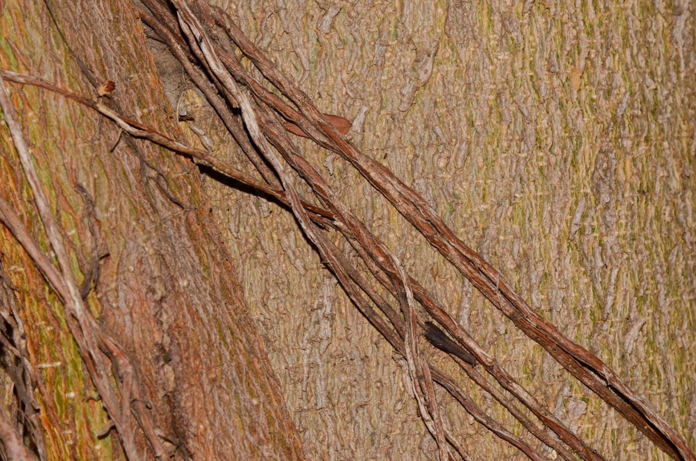 Image of Ficus obliqua specimen.