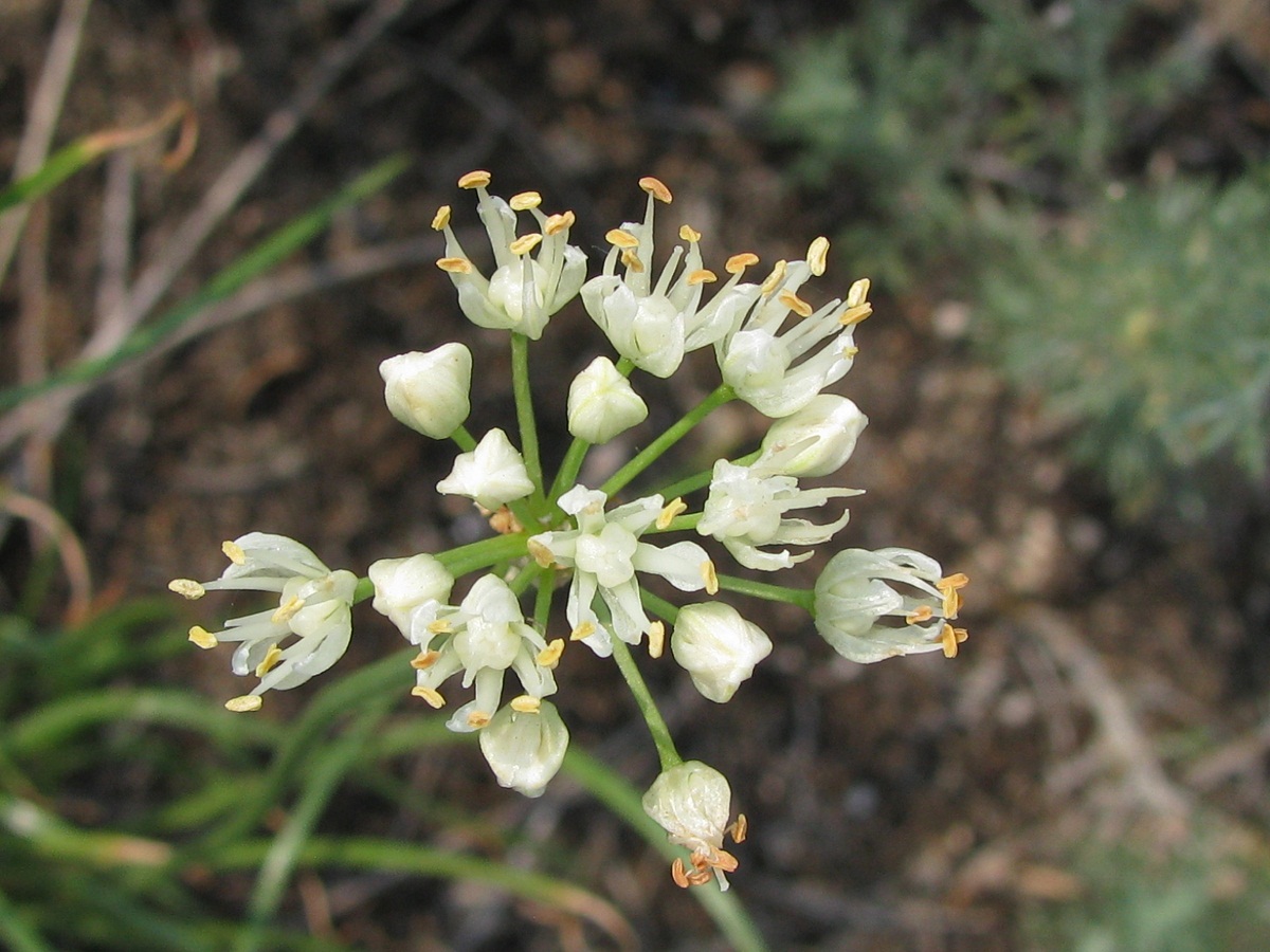 Изображение особи Allium flavescens.